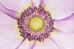 Porzellanmalen Lotti Haerdi Dose Anemone_1